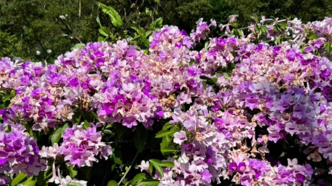 台灣花季-台灣櫻花季-台灣花海-台灣賞花-台灣花季2025-台灣花季時間-台灣花季景點-台灣賞花季節-台灣花季總整理-台灣每個月開的花-即時花況