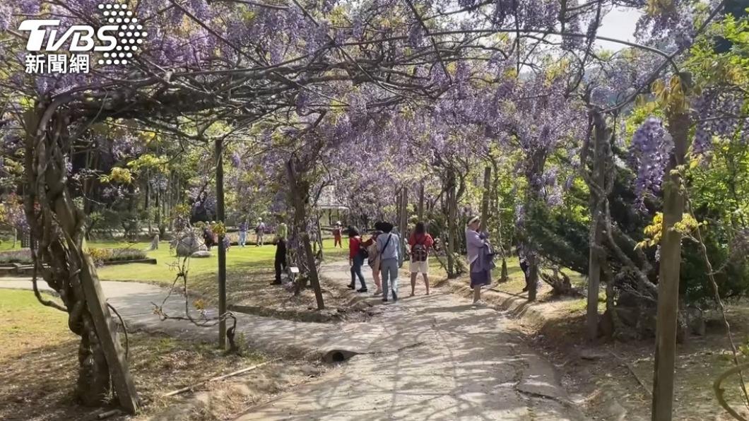 台灣花季-台灣櫻花季-台灣花海-台灣賞花-台灣花季2025-台灣花季時間-台灣花季景點-台灣賞花季節-台灣花季總整理-台灣每個月開的花-即時花況