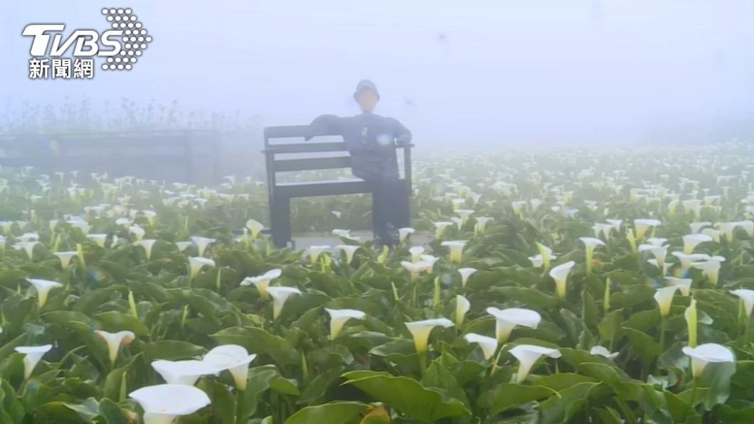 台灣花季-台灣櫻花季-台灣花海-台灣賞花-台灣花季2025-台灣花季時間-台灣花季景點-台灣賞花季節-台灣花季總整理-台灣每個月開的花-即時花況