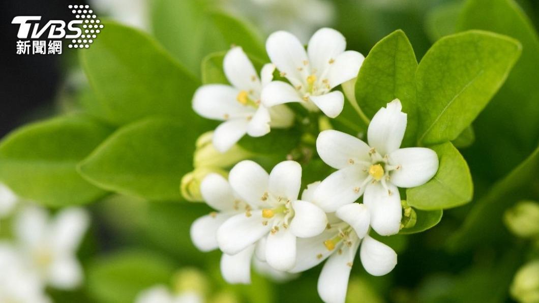 台灣花季-台灣櫻花季-台灣花海-台灣賞花-台灣花季2025-台灣花季時間-台灣花季景點-台灣賞花季節-台灣花季總整理-台灣每個月開的花-即時花況