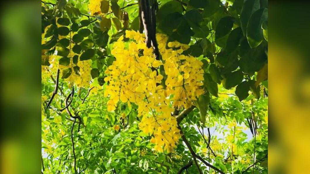 台灣花季-台灣櫻花季-台灣花海-台灣賞花-台灣花季2025-台灣花季時間-台灣花季景點-台灣賞花季節-台灣花季總整理-台灣每個月開的花-即時花況