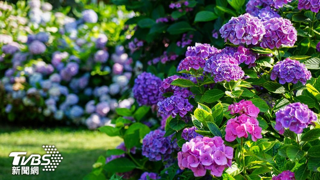 台灣花季-台灣櫻花季-台灣花海-台灣賞花-台灣花季2025-台灣花季時間-台灣花季景點-台灣賞花季節-台灣花季總整理-台灣每個月開的花-即時花況