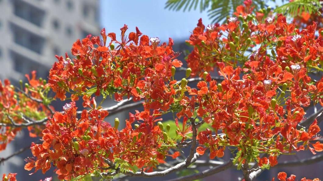 台灣花季-台灣櫻花季-台灣花海-台灣賞花-台灣花季2025-台灣花季時間-台灣花季景點-台灣賞花季節-台灣花季總整理-台灣每個月開的花-即時花況