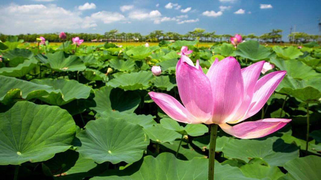 台灣花季-台灣櫻花季-台灣花海-台灣賞花-台灣花季2025-台灣花季時間-台灣花季景點-台灣賞花季節-台灣花季總整理-台灣每個月開的花-即時花況