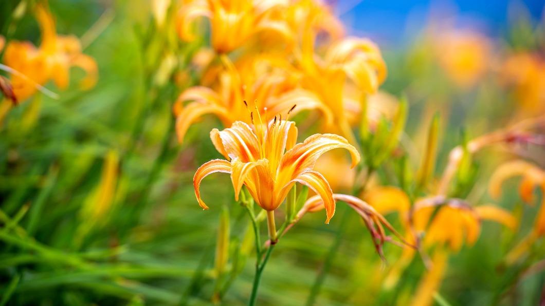 台灣花季-台灣櫻花季-台灣花海-台灣賞花-台灣花季2025-台灣花季時間-台灣花季景點-台灣賞花季節-台灣花季總整理-台灣每個月開的花-即時花況