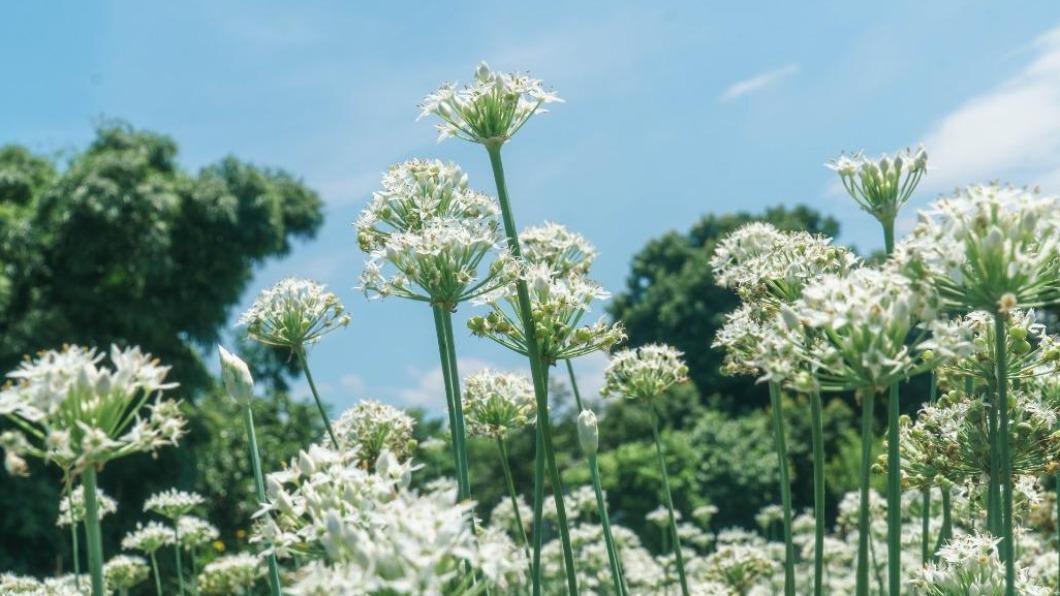 台灣花季-台灣櫻花季-台灣花海-台灣賞花-台灣花季2025-台灣花季時間-台灣花季景點-台灣賞花季節-台灣花季總整理-台灣每個月開的花-即時花況