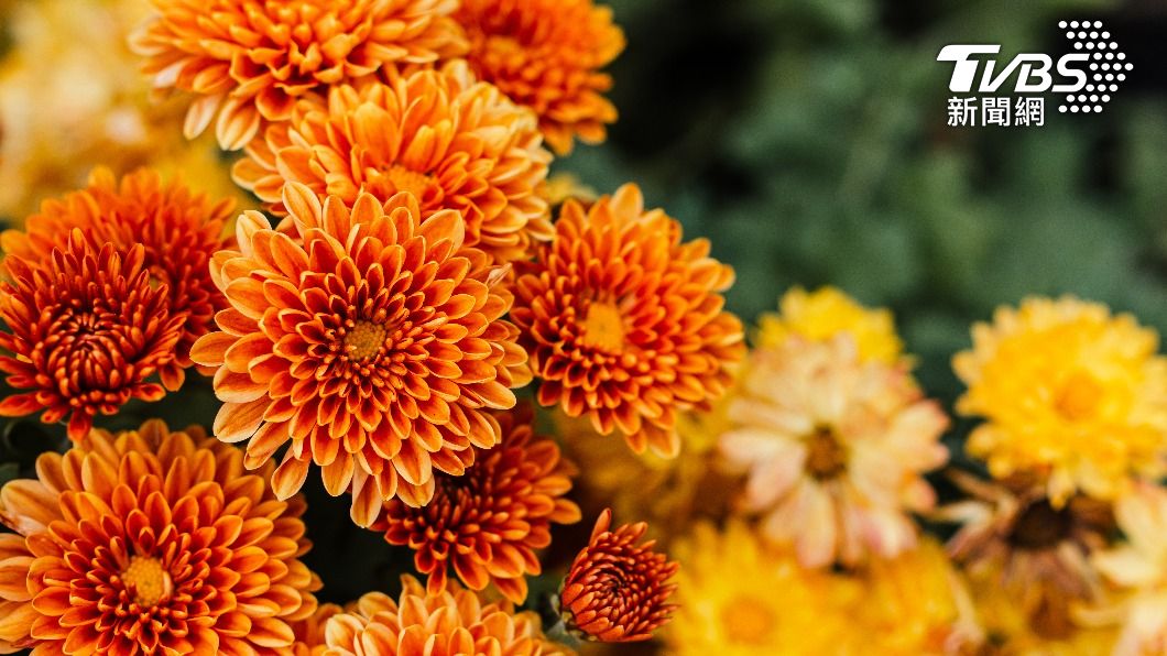 台灣花季-台灣櫻花季-台灣花海-台灣賞花-台灣花季2025-台灣花季時間-台灣花季景點-台灣賞花季節-台灣花季總整理-台灣每個月開的花-即時花況