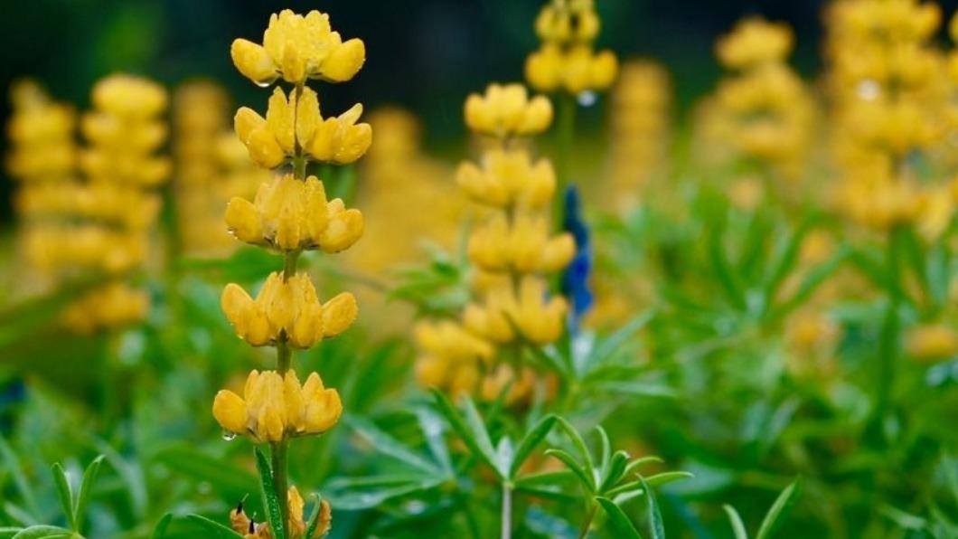 台灣花季-台灣櫻花季-台灣花海-台灣賞花-台灣花季2025-台灣花季時間-台灣花季景點-台灣賞花季節-台灣花季總整理-台灣每個月開的花-即時花況