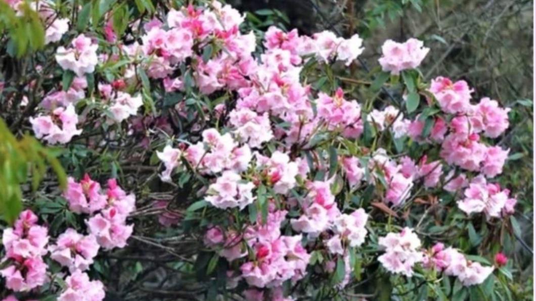 台灣花季-台灣櫻花季-台灣花海-台灣賞花-台灣花季2025-台灣花季時間-台灣花季景點-台灣賞花季節-台灣花季總整理-台灣每個月開的花-即時花況