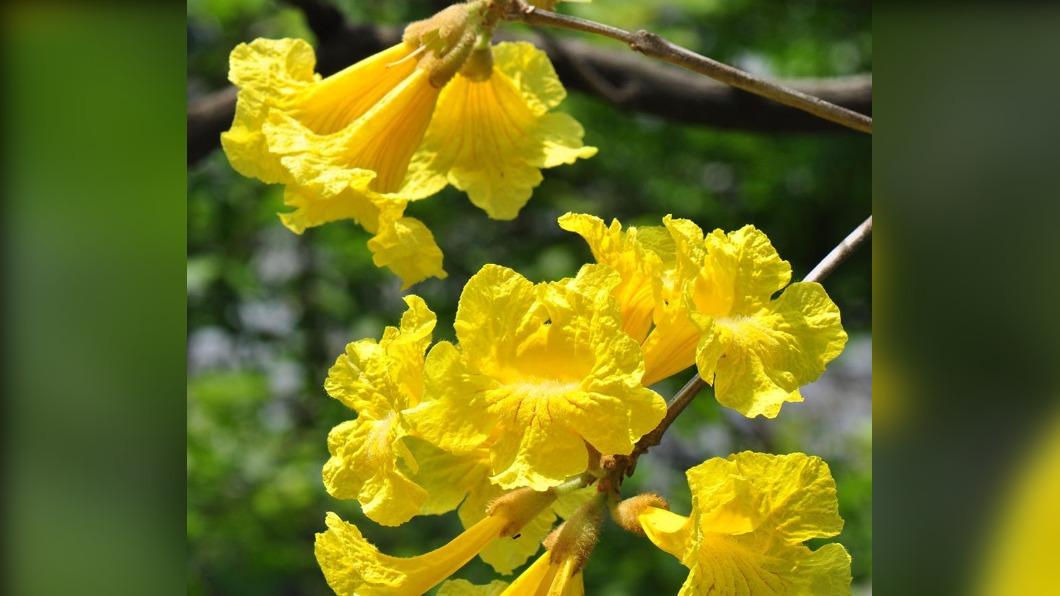 台灣花季-台灣櫻花季-台灣花海-台灣賞花-台灣花季2025-台灣花季時間-台灣花季景點-台灣賞花季節-台灣花季總整理-台灣每個月開的花-即時花況