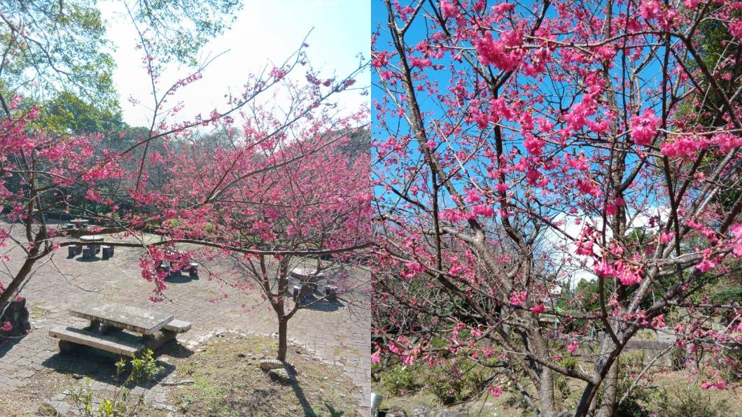 陽明山花季-陽明山花季交通管制-陽明山花季2024-陽明山花季月份-陽明山花季地點-陽明山杜鵑花-櫻花陽明山-陽明山花季海芋-陽明山花季接駁車