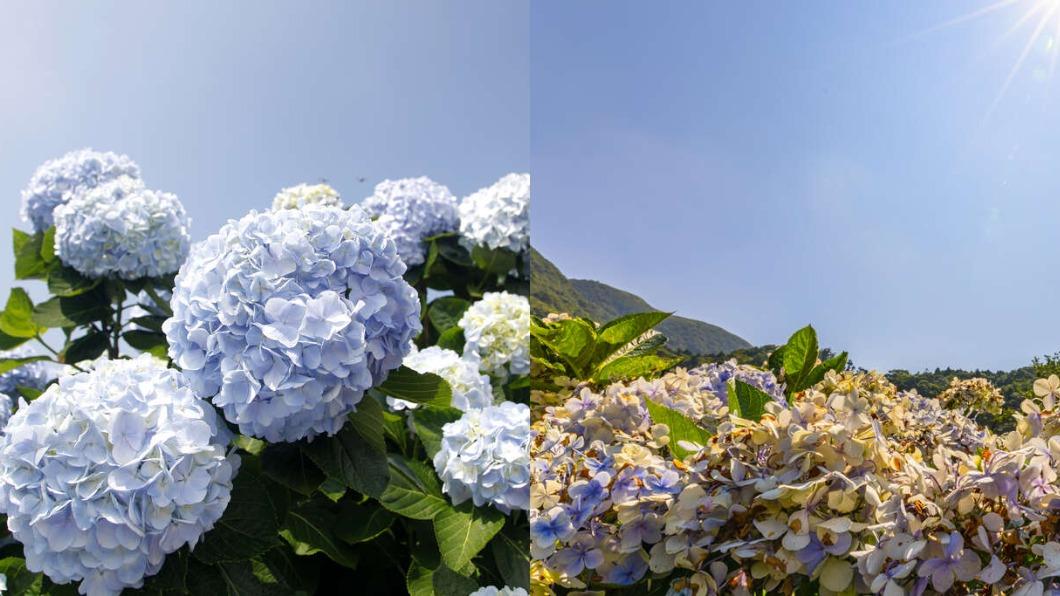 陽明山花季-陽明山花季交通管制-陽明山花季2024-陽明山花季月份-陽明山花季地點-陽明山杜鵑花-櫻花陽明山-陽明山花季海芋-陽明山花季接駁車