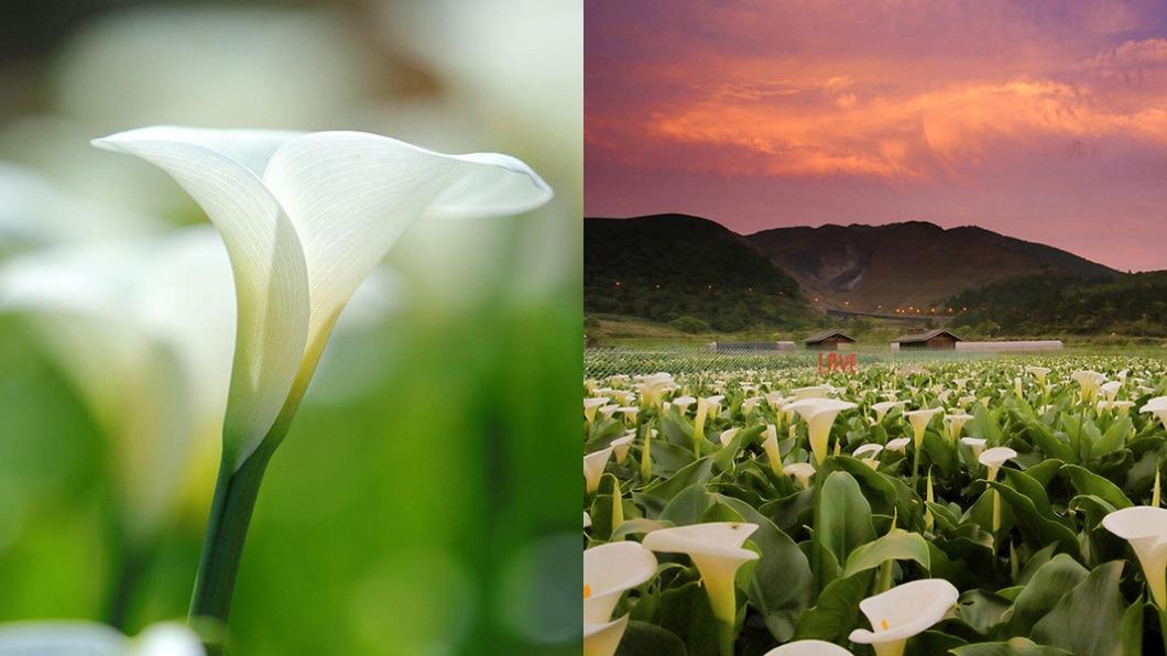 陽明山花季-陽明山花季交通管制-陽明山花季2024-陽明山花季月份-陽明山花季地點-陽明山杜鵑花-櫻花陽明山-陽明山花季海芋-陽明山花季接駁車