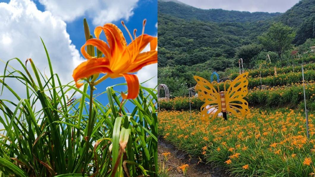 陽明山花季-陽明山花季交通管制-陽明山花季2024-陽明山花季月份-陽明山花季地點-陽明山杜鵑花-櫻花陽明山-陽明山花季海芋-陽明山花季接駁車