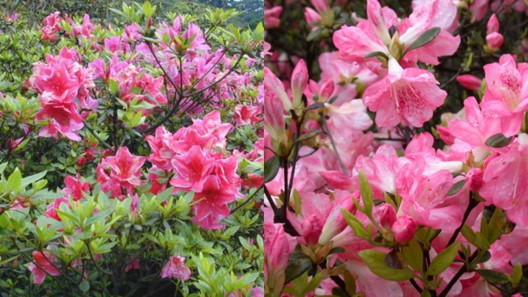 陽明山花季-陽明山花季交通管制-陽明山花季2024-陽明山花季月份-陽明山花季地點-陽明山杜鵑花-櫻花陽明山-陽明山花季海芋-陽明山花季接駁車