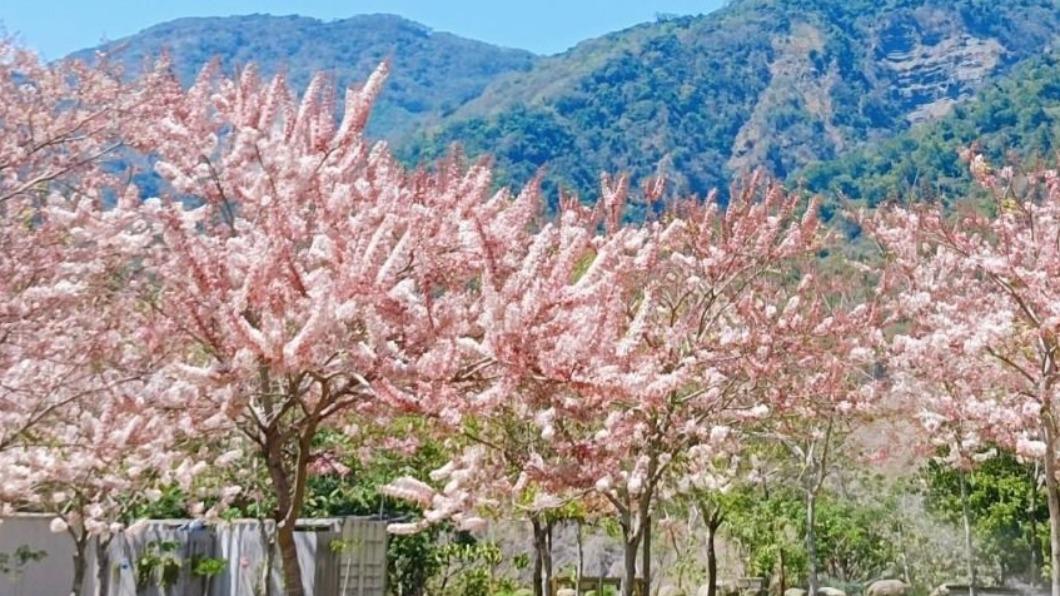 台灣花季-台灣櫻花季-台灣花海-台灣賞花-台灣花季2025-台灣花季時間-台灣花季景點-台灣賞花季節-台灣花季總整理-台灣每個月開的花-即時花況