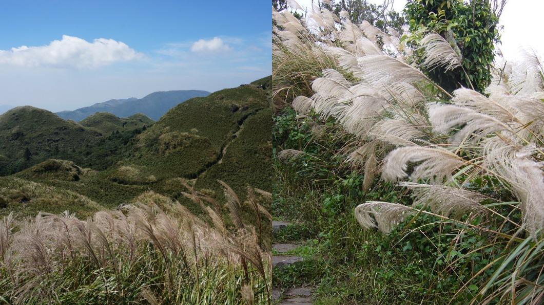 陽明山花季-陽明山花季交通管制-陽明山花季2024-陽明山花季月份-陽明山花季地點-陽明山杜鵑花-櫻花陽明山-陽明山花季海芋-陽明山花季接駁車