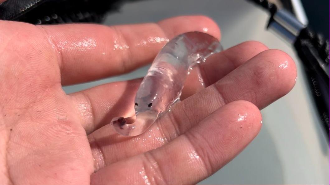 日網友捕獲神祕透明生物 2千多萬網友朝聖「超奇特象鼻」