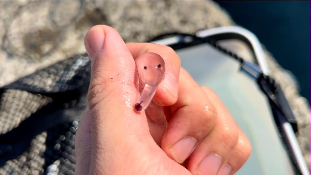 這是種名叫「大象水母」的生物。(圖/翻攝自X@turisaitama)
