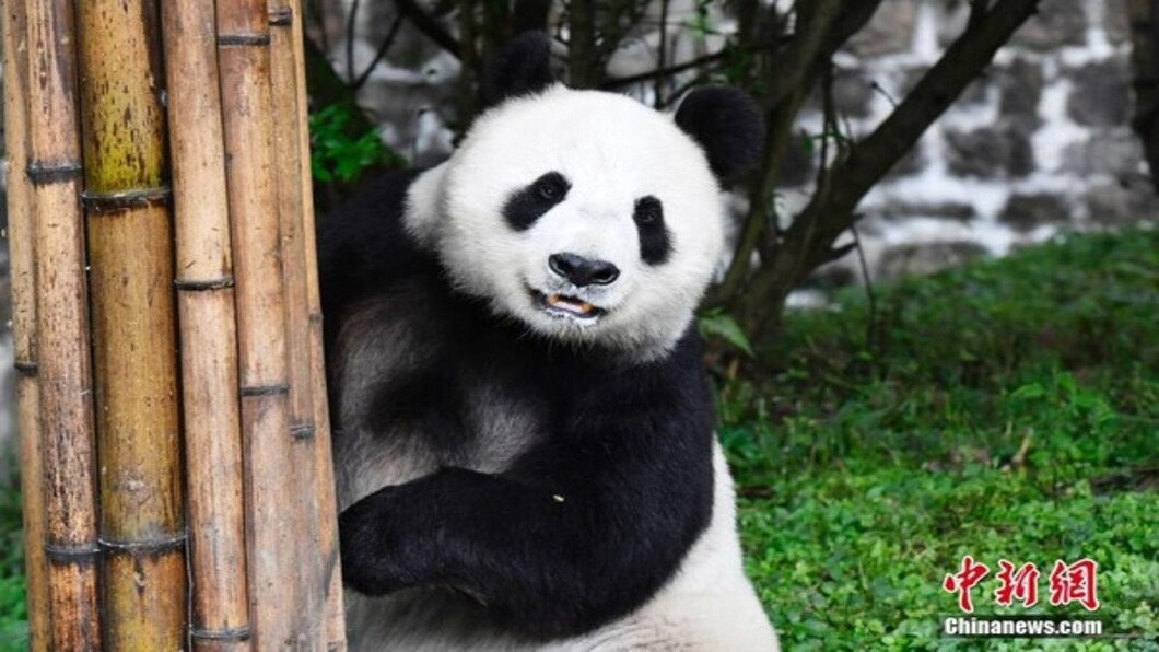 圖/翻攝自 中新網