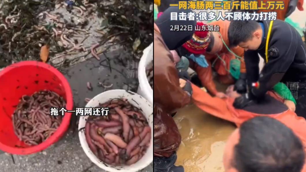 能壯陽?山東海邊驚現爆量「陰莖魚」 民眾搶撈傳多人溺水