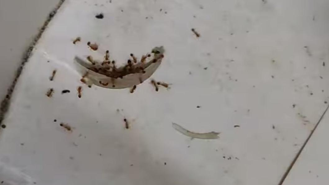 原PO貼近仔細一看，才發現螞蟻正在啃食他的腳指甲。（圖／翻攝自「●【爆廢公社】●」臉書）