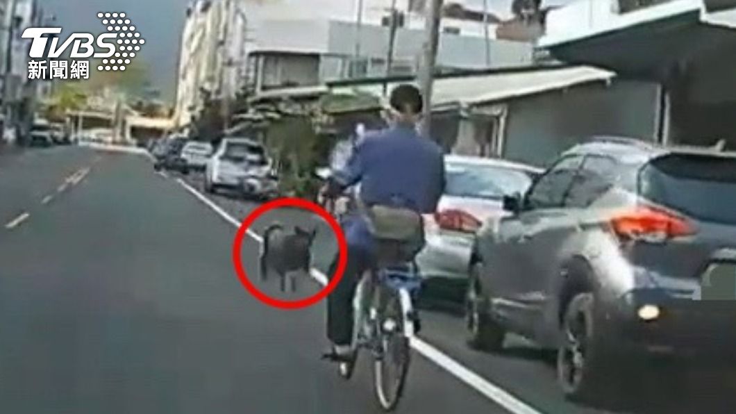 花蓮男騎車遛狗沒牽繩!害老翁被狗追險跌 還嗆警:關你什麼事