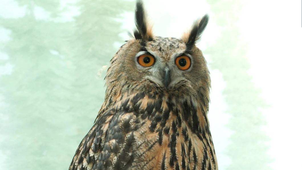 美人氣貓頭鷹「弗拉科」撞大樓身亡 紐約市長:自由精神永留存