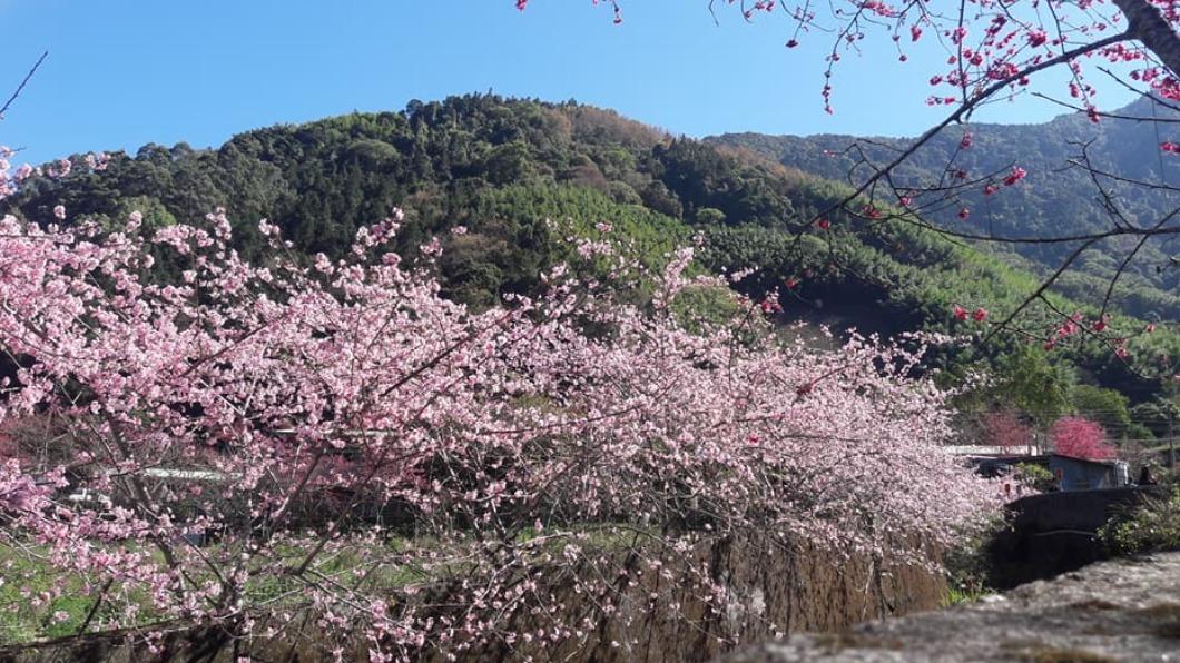 櫻花季-武陵農場櫻花季-阿里山櫻花季-櫻花季節-司馬庫斯櫻花季-高雄櫻花季-草坪頭櫻花季-九族文化村櫻花季-台灣櫻花季-陽明山櫻花季-2025櫻花季-櫻花幾月開-櫻花季幾月