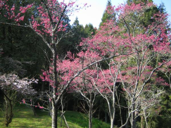 阿里山櫻花季-阿里山櫻花季2024-阿里山櫻花季時間-阿里山櫻花季交通管制-阿里山櫻花季管制時間-阿里山櫻花季節-阿里山櫻花季一日遊-阿里山櫻花王-阿里山櫻花季接駁車