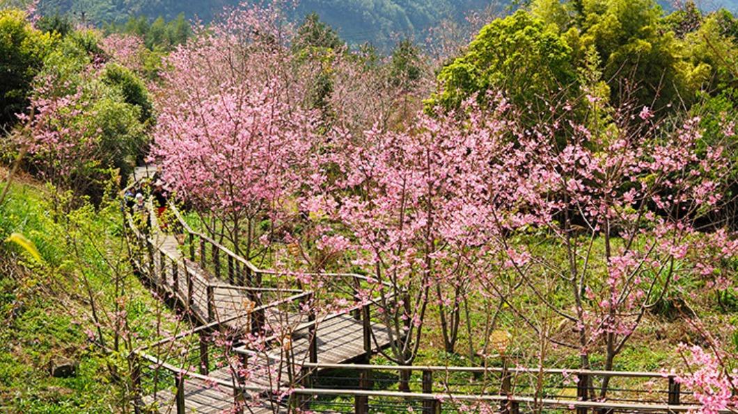 阿里山櫻花季-阿里山櫻花季2024-阿里山櫻花季時間-阿里山櫻花季交通管制-阿里山櫻花季管制時間-阿里山櫻花季節-阿里山櫻花季一日遊-阿里山櫻花王-阿里山櫻花季接駁車