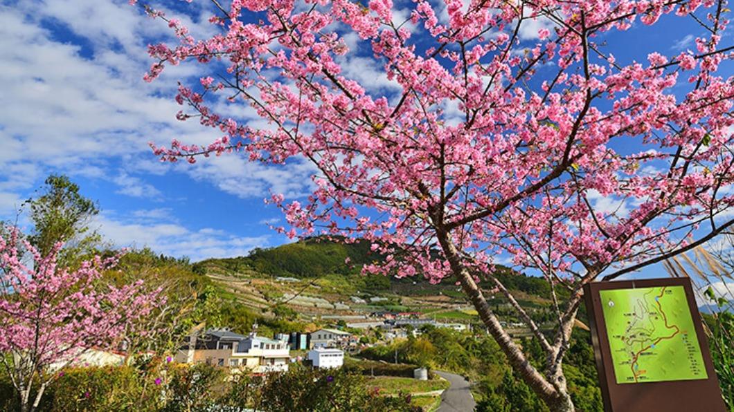 阿里山櫻花季-阿里山櫻花季2024-阿里山櫻花季時間-阿里山櫻花季交通管制-阿里山櫻花季管制時間-阿里山櫻花季節-阿里山櫻花季一日遊-阿里山櫻花王-阿里山櫻花季接駁車