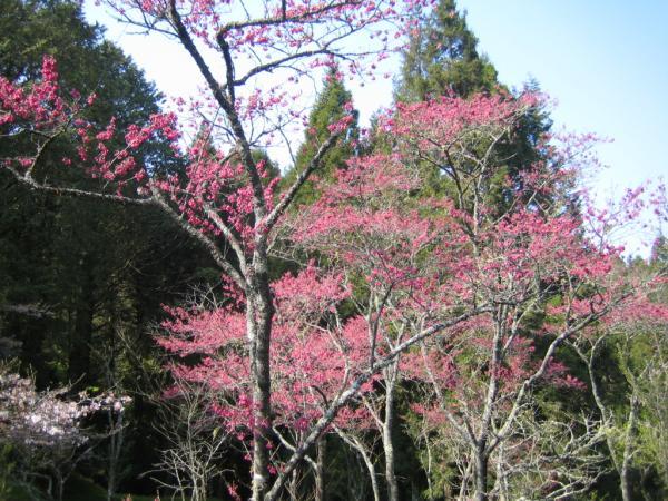 阿里山櫻花季-阿里山櫻花季2024-阿里山櫻花季時間-阿里山櫻花季交通管制-阿里山櫻花季管制時間-阿里山櫻花季節-阿里山櫻花季一日遊-阿里山櫻花王-阿里山櫻花季接駁車