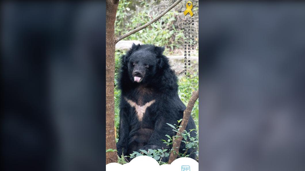 34歲黑熊爺爺離世　動物園保育員陪牠走最後一段路