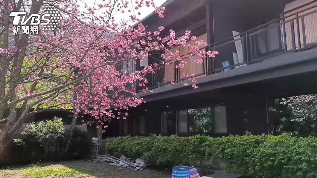 司馬庫斯櫻花季。（圖／TVBS資料照）