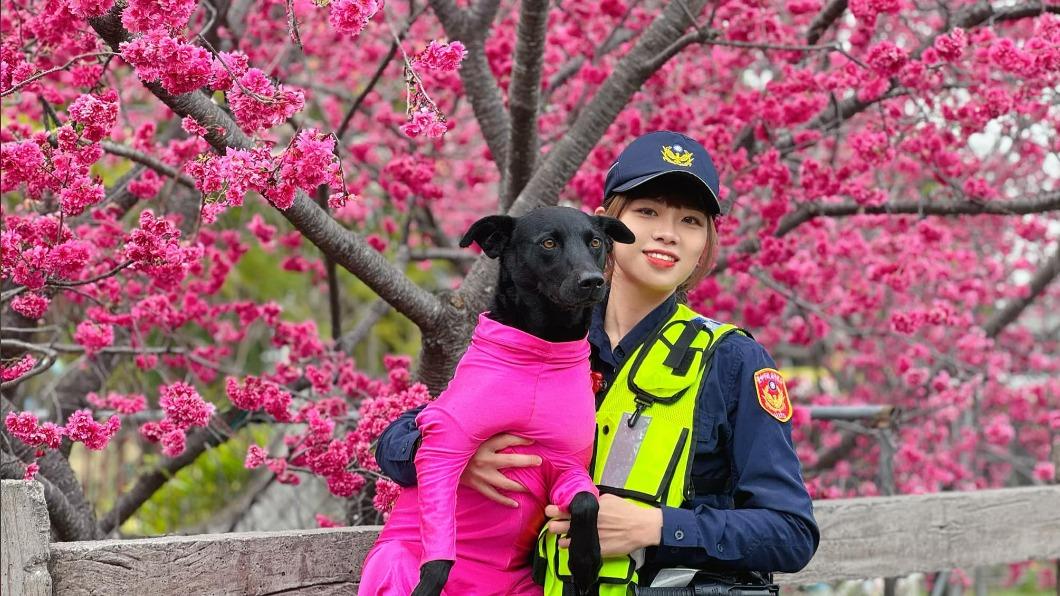台中最美派出所櫻花綻放 「超仙女警」值勤照曝網友暴動啦