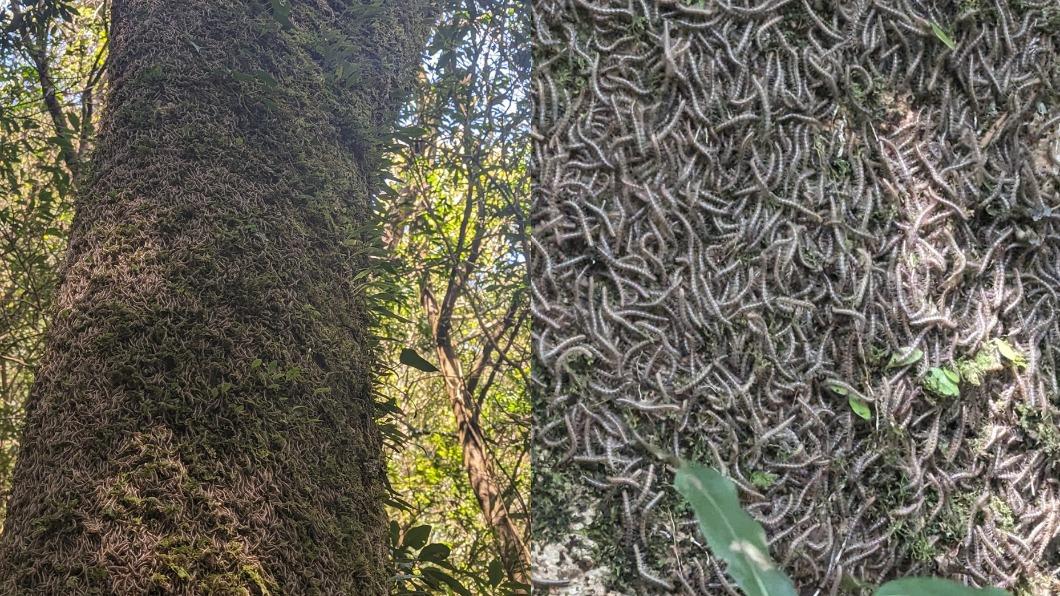 地震前兆?他登山驚見「上萬馬陸狂竄」 全場怕爆:921也這樣