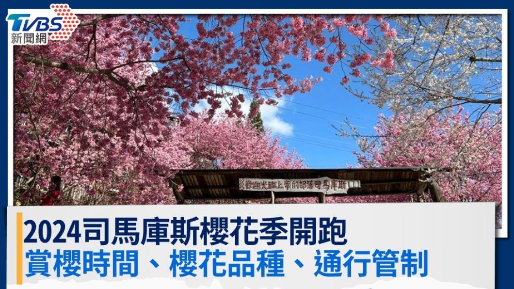【司馬庫斯櫻花季】2024賞櫻時間、櫻花品種、通行管制一次看