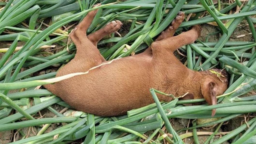 無辜幼犬遭毒殺！吃「雞腳」陳屍洋蔥田　她痛訴：狗媽媽也躲不過