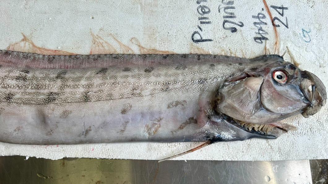 近期發現的2條皇帶魚殘骸,皆已被送至泰國科博館保存、研究。(圖/翻攝自「NSM Thailand」臉書)