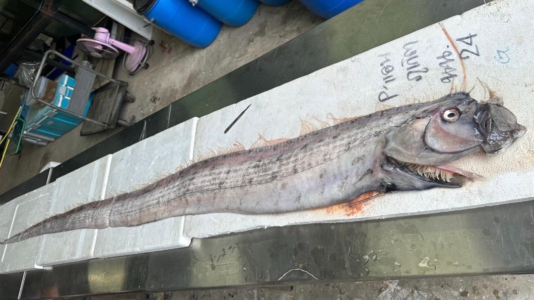 大災難前兆?泰國又見「近3m地震魚」 2月2條當地人嚇爆