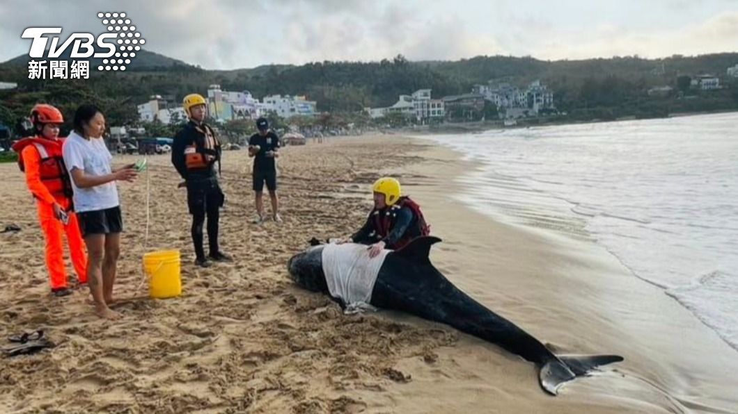 花紋海豚擱淺南灣沙灘！遭達摩鯊狠咬重傷　搶救仍身亡