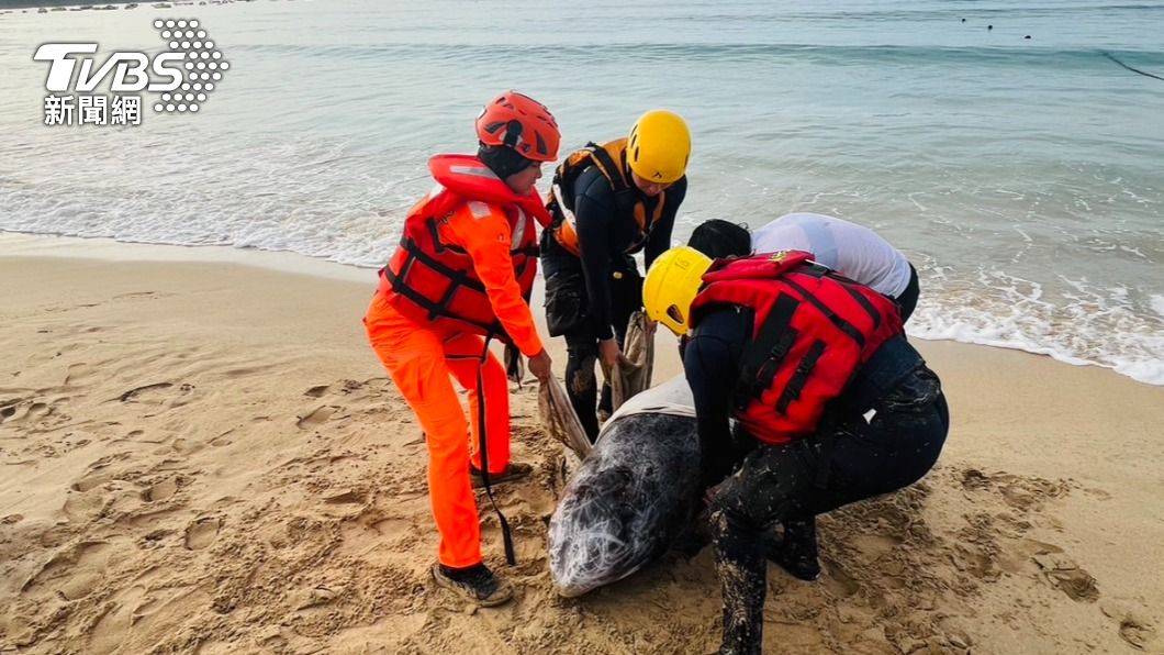 海巡署獲報趕往現場，立即將海豚以濕毛巾包覆外另持續用海水保濕。（圖／TVBS）