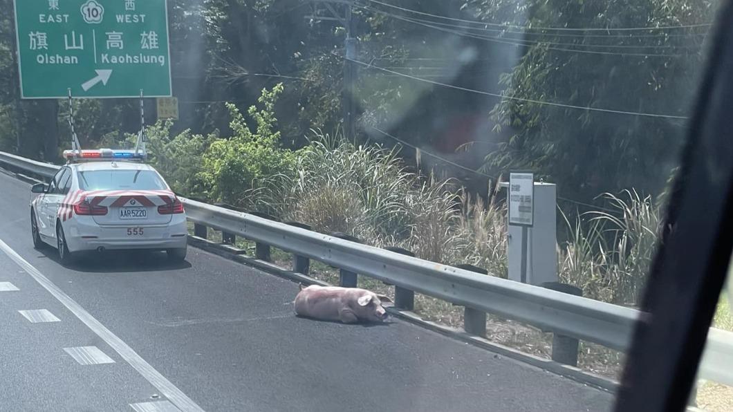 豬隻掉落國3慘死!橫躺路中駕駛傻眼 警方追查運送車輛