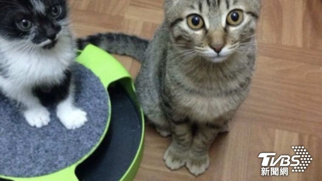 球球跟襪襪是陳姓原飼主飼養九年的家貓,因為飼主要出國而送養,發生一連串坎坷遭遇。(圖/林姓動保志工提供)