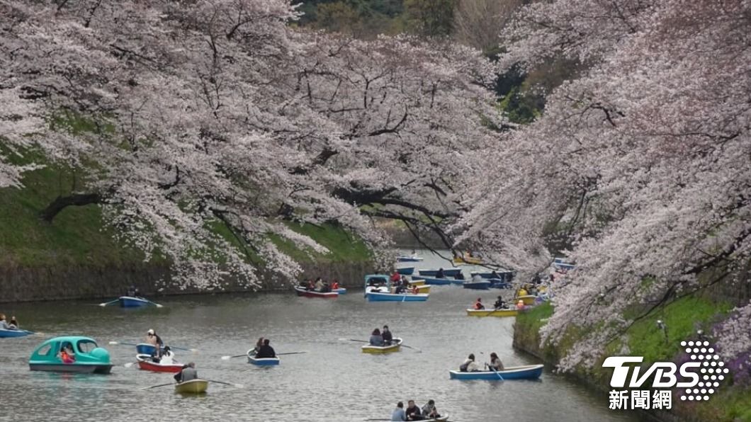 飛日本再等等!多地櫻花將提前綻放 東京預計3/19開花