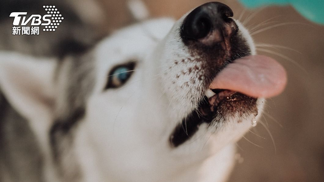 下體塗醬「讓愛犬狂舔」!美男升天爽拍 上百部慾片全流出
