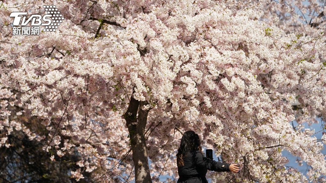 日本櫻花提早開 東京3/19綻放、3/25盛開