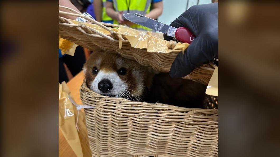 扯!泰海關逮捕印度走私客 行李搜出小貓熊、蛇共87隻動物
