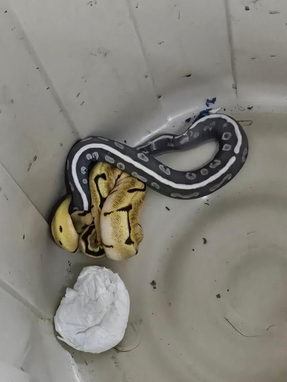 泰國海關查獲大批走私動物,並逮捕6名印度國民,其中有許多蛇類被裝入麻袋。(圖/翻攝自泰國海關粉專)